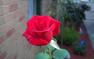 Red rose blooming brick wall 3 - a red rose free wallpaper for desktop