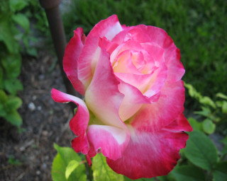 Pink white rose garden green - green leaf and grass free wallpaper