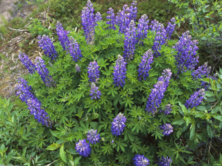 Blue flower garden green leaves 2 - green leaf and grass free wallpaper