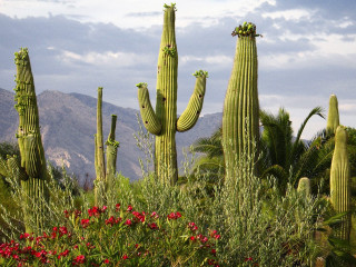 Cactus group mountains background large - red flower free wallpaper