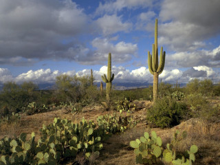 Cactus garden sky background clouds - the sky above free wallpaper