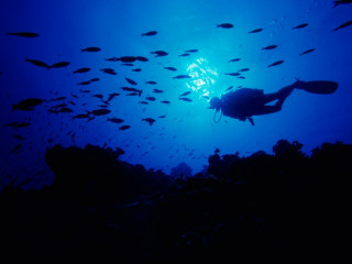 Scuba diver school fish coral - a scuba diver free wallpaper