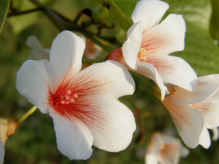 White flower red center macro - red center free wallpaper