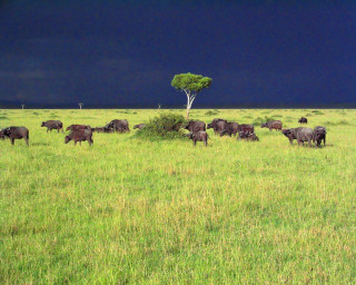 Herd cattle grazing green field - amédée ozenfant free wallpaper