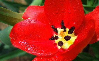 Red flower water droplets petals 2 - corneille free wallpaper