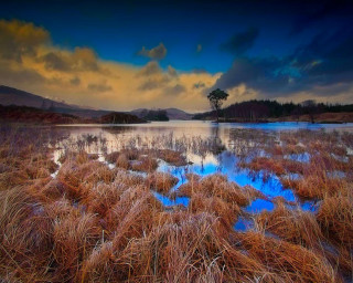 Lake tree clouds sky grass - rich moody colours free wallpaper