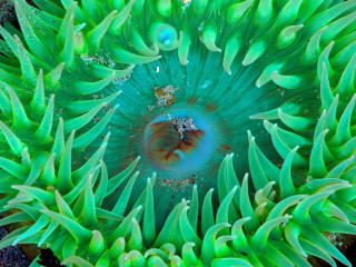 Underwater green sea anemone water 4 - a blue ring free wallpaper for desktop
