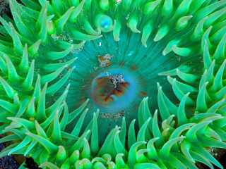 Underwater green sea anemone water 2 - a blue ring free wallpaper for desktop