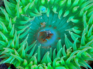 Underwater green sea anemone water 3 - a blue ring free wallpaper for desktop
