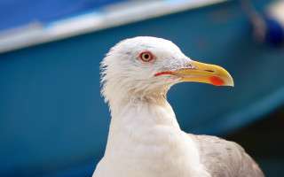 Bird boat background yellow beak - a yellow beak free wallpaper