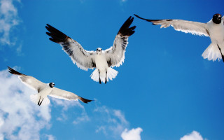 Three birds flying blue sky 4 - daphne mcclure free wallpaper
