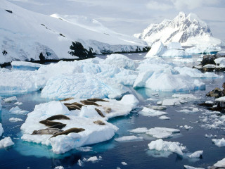 Sea lions ice floes water 2 - ice flo free wallpaper