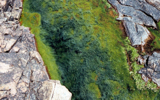 Grassy area large rocks moss 2 - two large rock free wallpaper