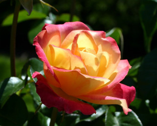 Yellow red rose green leaves 3 - a few leaf free wallpaper