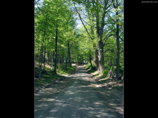 Forest road trees sign nature - forest free wallpaper for desktop