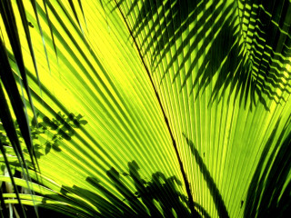 Green leaf sunlight plant shadow 5 - the sunlight free wallpaper