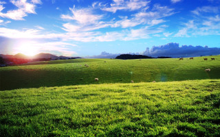 Grassy field sheep grazing sunshine - sheep free wallpaper
