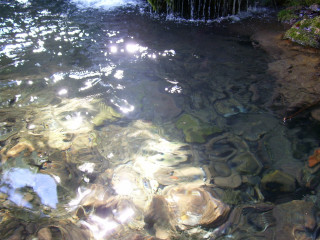 Stream water rocks plants sunlight - water free wallpaper