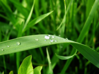 Green leaf water droplets grass - free nature wallpaper