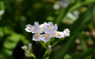 Daisy flower macro bokeh blurry - a blurry background of leaves and grass free wallpaper