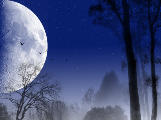 Full moon forest trees birds - tree and birds free wallpaper