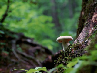 Mushroom growing on tree in - a mushroom free wallpaper