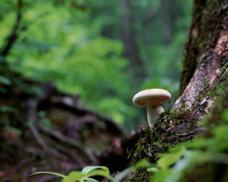 Mushroom growing tree woods green - a mushroom free wallpaper