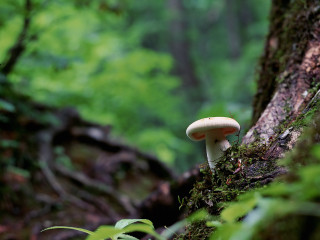 Mushroom growing tree woods green 2 - a mushroom free wallpaper