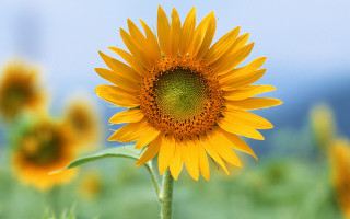 Sunflower blue sky green grass 2 - green grass free wallpaper