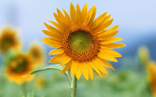 Sunflower blue sky green field - a sunflower free wallpaper