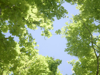 Sky through trees below leaves - a view of the sky free wallpaper