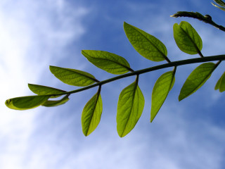 Green leaf blue sky clouds - against a blue sky free wallpaper