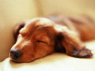 Sleeping dog couch eyes closed 2 - tranquil free wallpaper