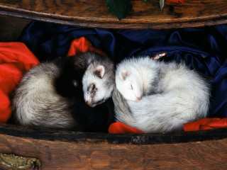 Two ferrets curled wooden box - brian and wendy froud free wallpaper