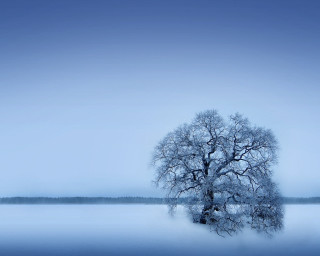 Lone tree frozen lake blue - lake free wallpaper