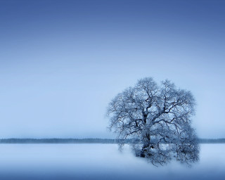 Lone tree frozen lake blue 3 - lake free wallpaper