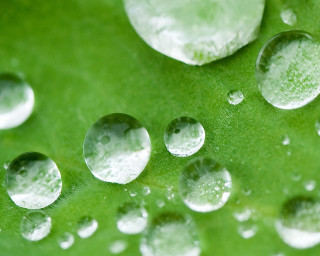 Water droplets green leaf white 3 - a close up of water droplets free wallpaper for desktop