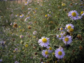 Wild flowers yellow centers green 2 - wild free wallpaper