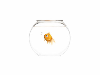 Goldfish bowl white background white 2 - a black line free wallpaper