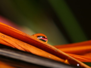 Water drop leaf macro autumn - a blurry background of leaves and grass free wallpaper