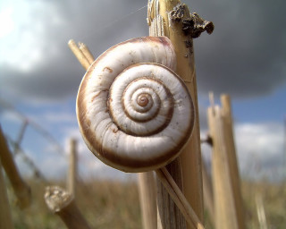 Snail sitting stick field grass - a snail free wallpaper