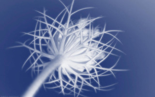 White flower blue sky blurry - a blue sky background in the background free wallpaper