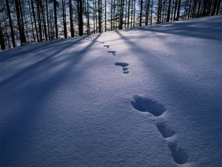 Footprints snow forest blue sky - figuration libre free wallpaper for desktop