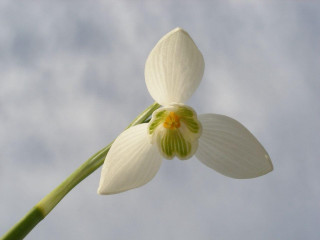White flower green stem sky 2 - simple form free wallpaper