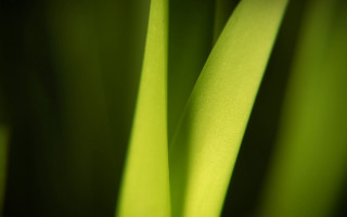 Green plant macro shallow depth 7 - thin free wallpaper for desktop