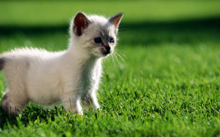 Small white kitten walking lush 3 - a small white kitten free wallpaper