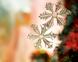 Close up snowflake tree branch - a blurry background of snow free wallpaper