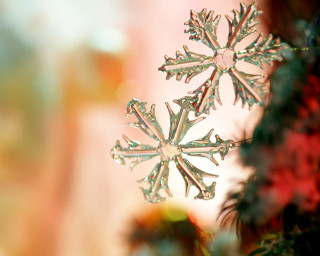 Snowflake closeup tree branch blurry - ornamental free wallpaper