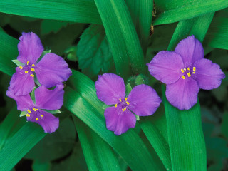 Three purple flowers green plant - the center of the flower free wallpaper