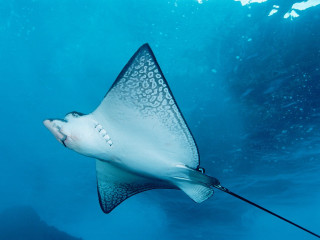 Manta ray swimming ocean rope - side and a person free wallpaper